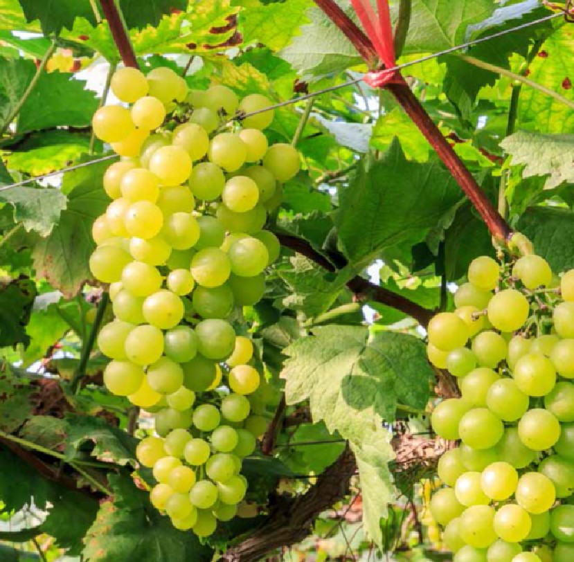 Coverlys brochure cover table grapes Coverlys brochure cover table grapes