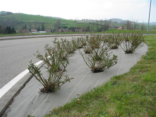 Landscaping ground cover