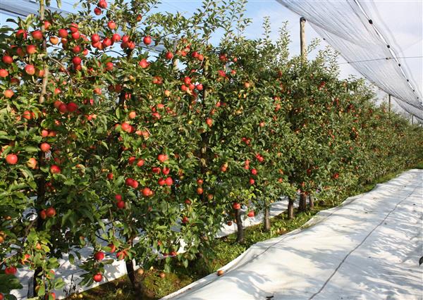 Fruit coloring: smart reflective woven fabrics