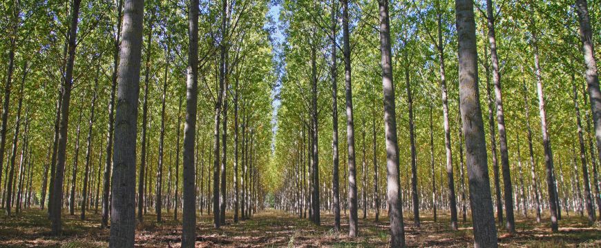agrotextiles forest