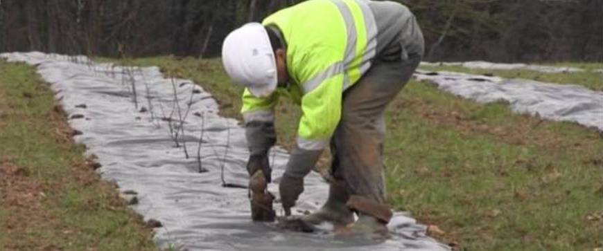 Weed control within Forestry